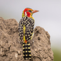 Red-and-yellow Barbet